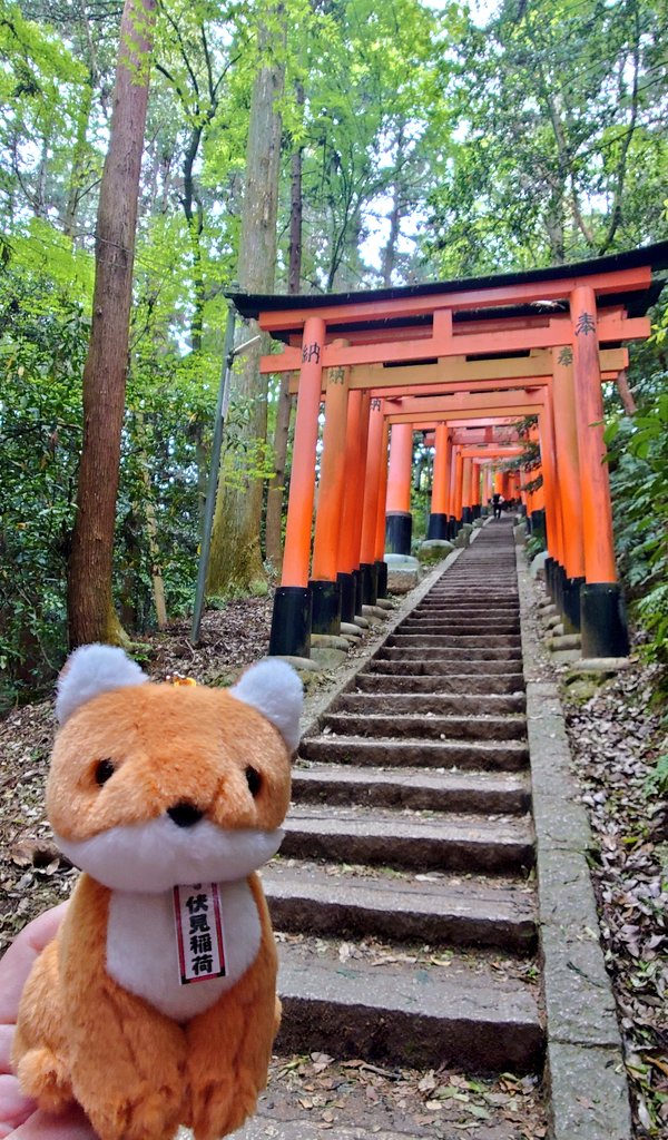 可愛すぎて新しいぬいちゃんお迎えした🦊✨✨