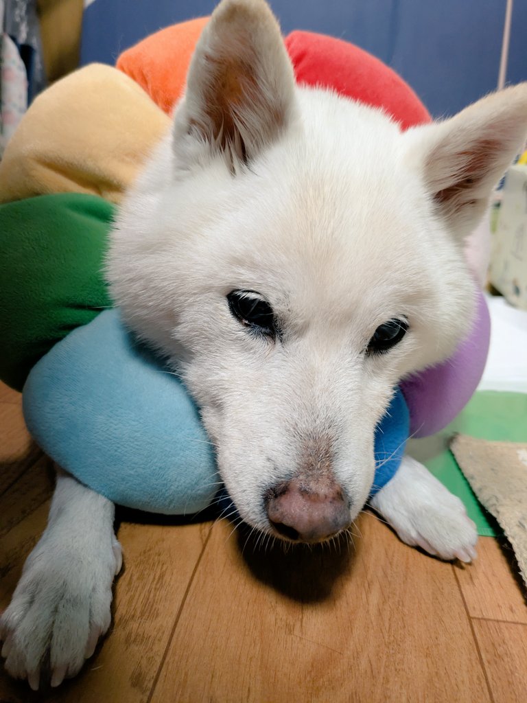 宙は

17歳9ヶ月ヶ月になりました。

今まで色々あって、
これからも
たくさん心配事はあるけど、
共に過ごそうね💞

#秘密結社老犬倶楽部　#白柴17歳9ヶ月