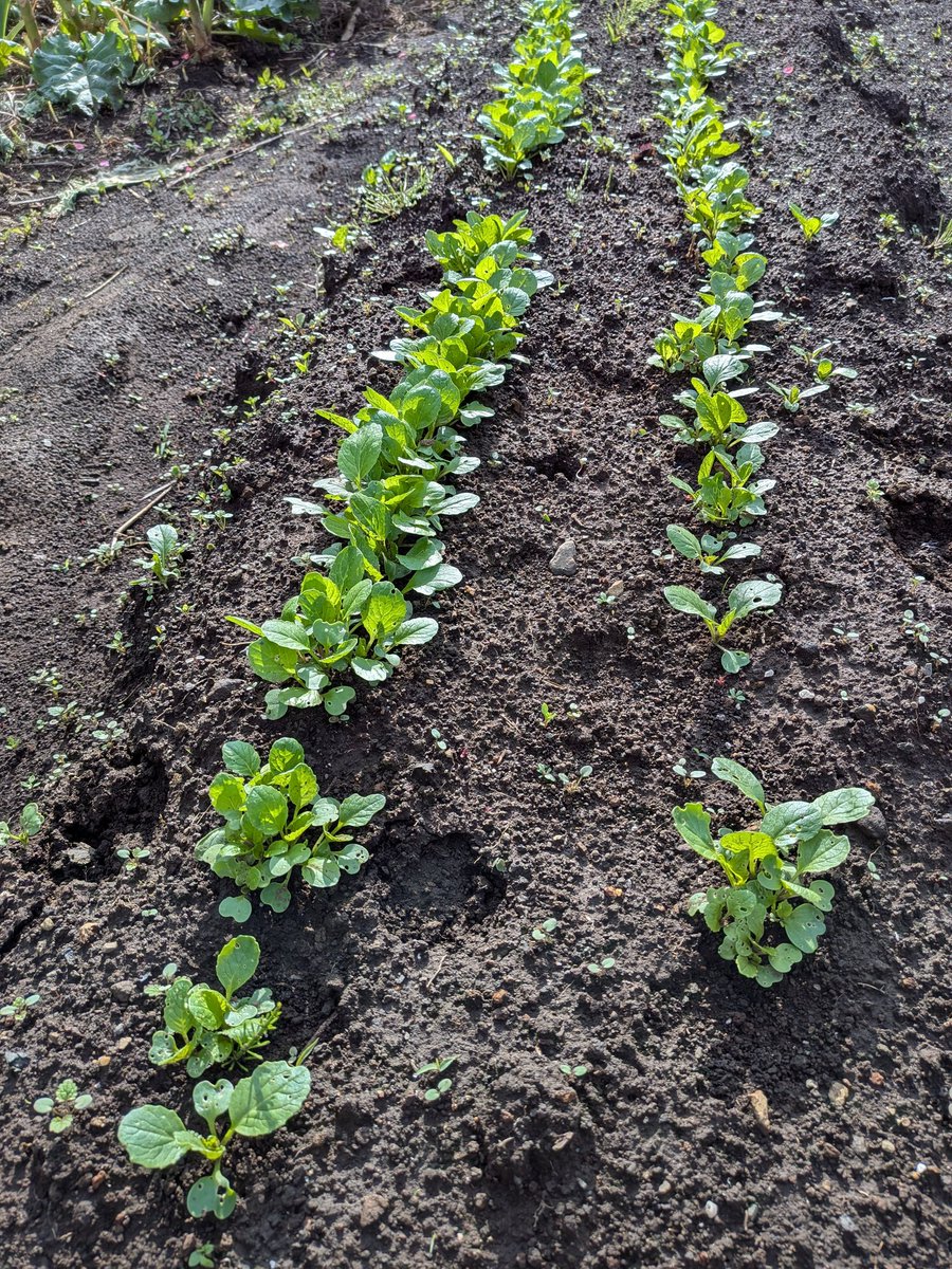 LISA_3153's tweet image. Komatsuna🟌️ It's one of my favorite vegetables 小松菜🟌️ 好きな野菜の一つです 🌱#家庭菜園 　#自然農法　#HomeGarden #NaturalFarming