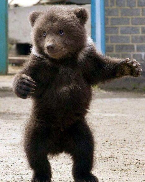 🐻 Bears Daily 🐻 tweet media