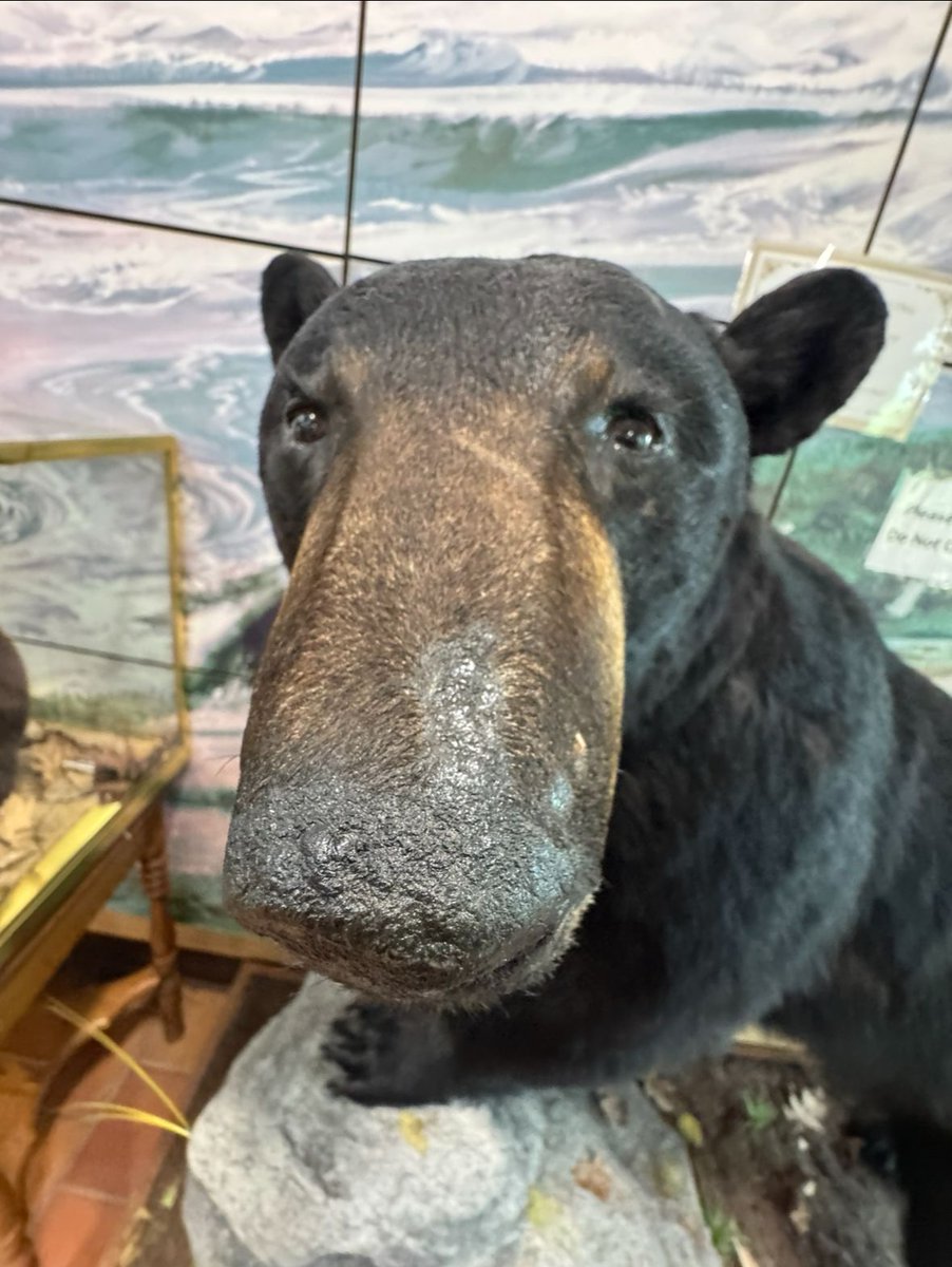 🐻 Bears Daily 🐻 tweet media