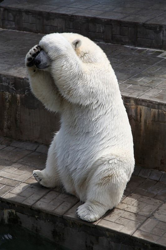 🐻 Bears Daily 🐻 tweet media