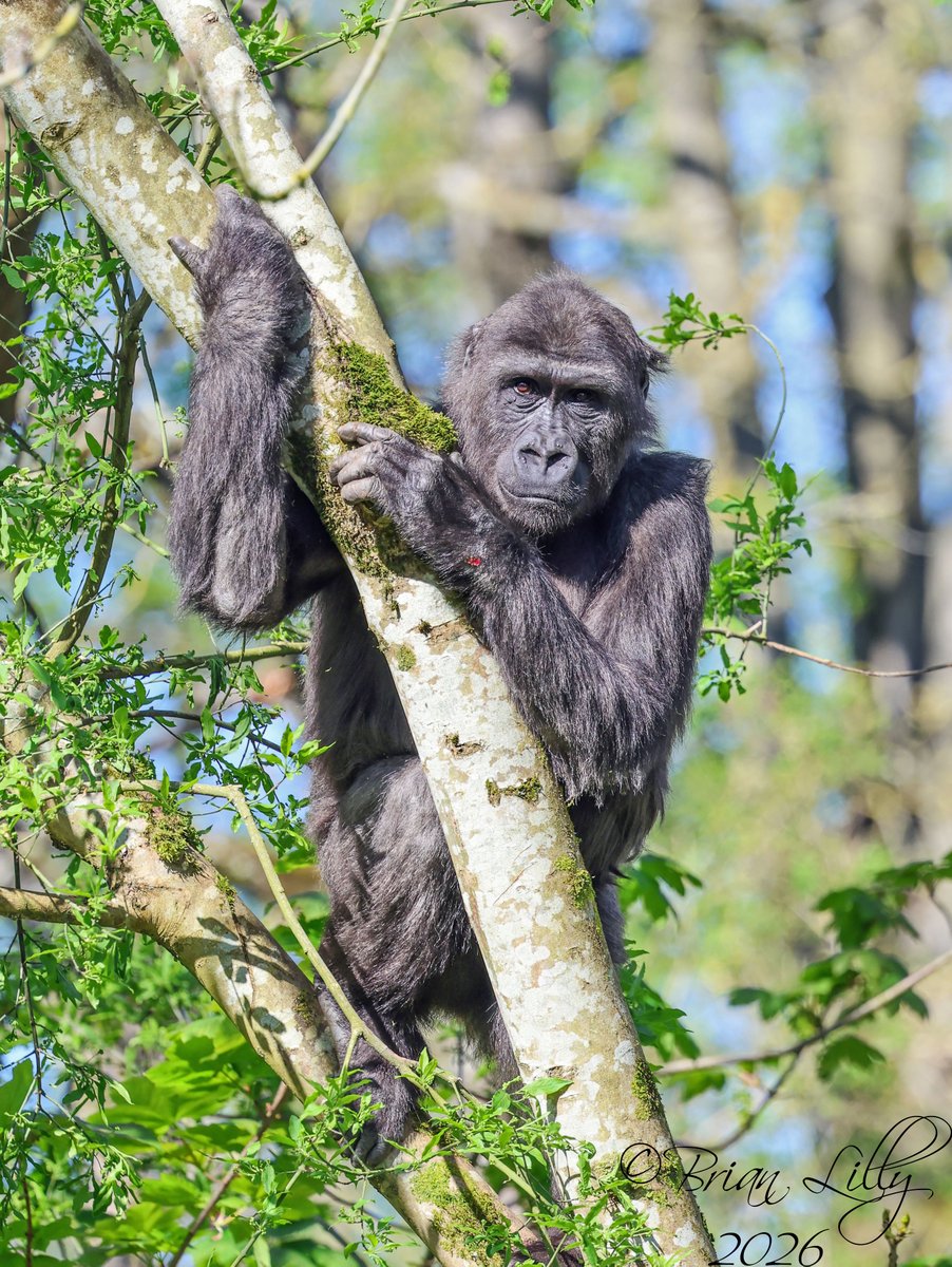 brglilly's tweet image. Hasani and Kala in the trees @briszooproject #gorillas #primates