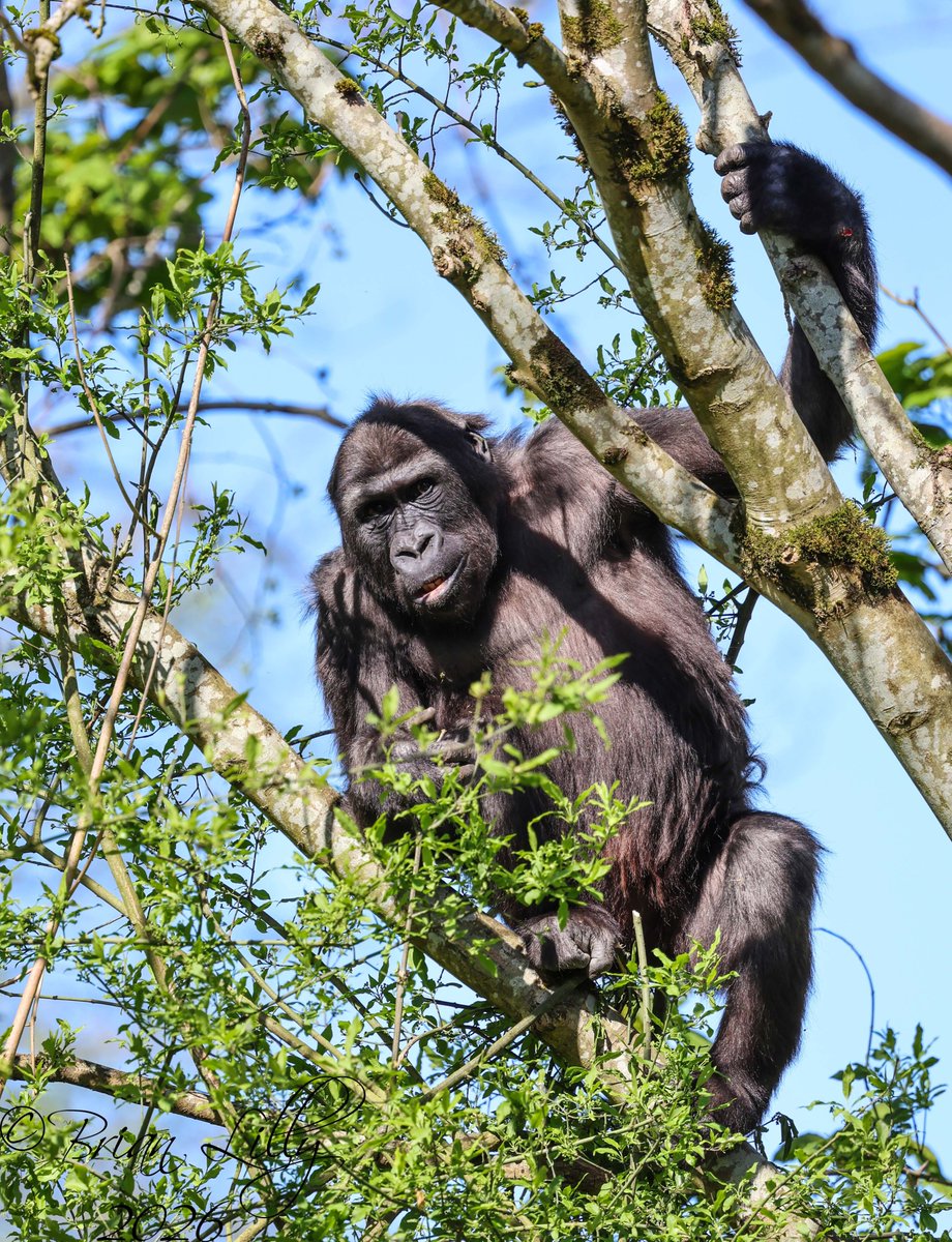 brglilly's tweet image. Hasani and Kala in the trees @briszooproject #gorillas #primates