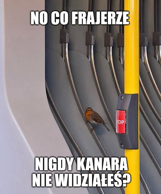 donald.pl tweet media