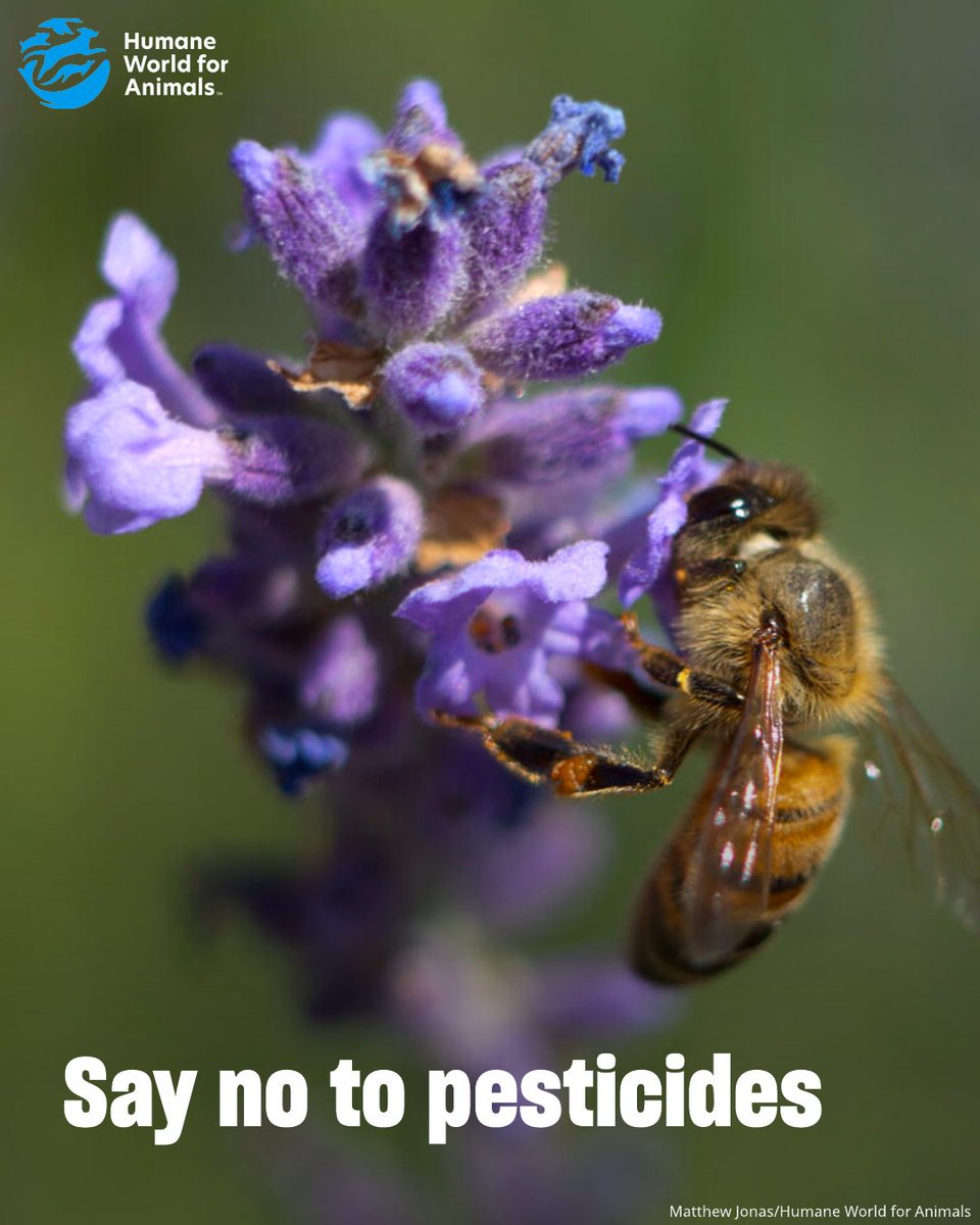 Humane World for Animals Europe tweet media