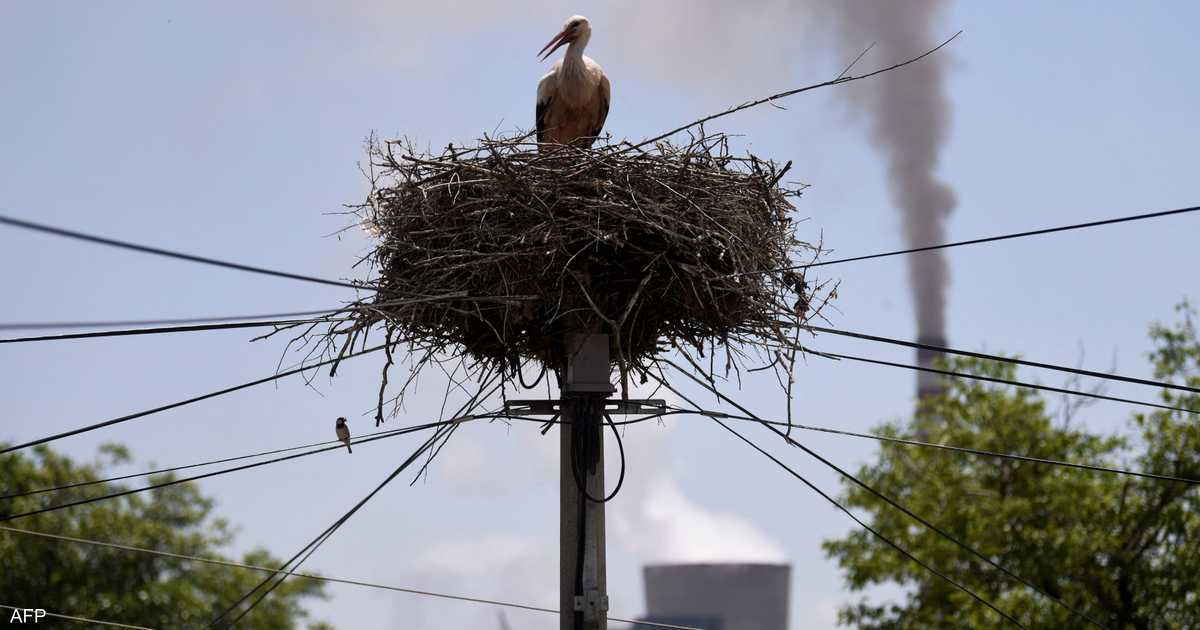 hamadasaraya's tweet image. دعا نشطاء بيئة في لبنان إلى الاهتمام بحماية الطيور المهاجرة لما لذلك من أثر إيجابي على الطبيعة والإنسان على حد سواء. #الاردن #Jordan