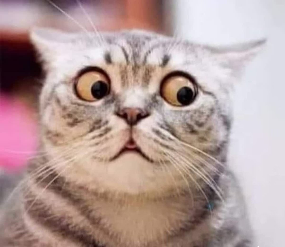 آنشرلی کاتبرت tweet media