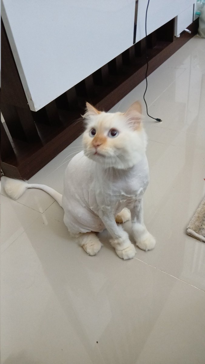 bebeluck tweet media