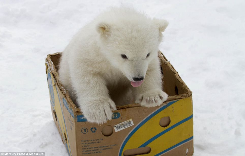 🐻 Bears Daily 🐻 tweet media