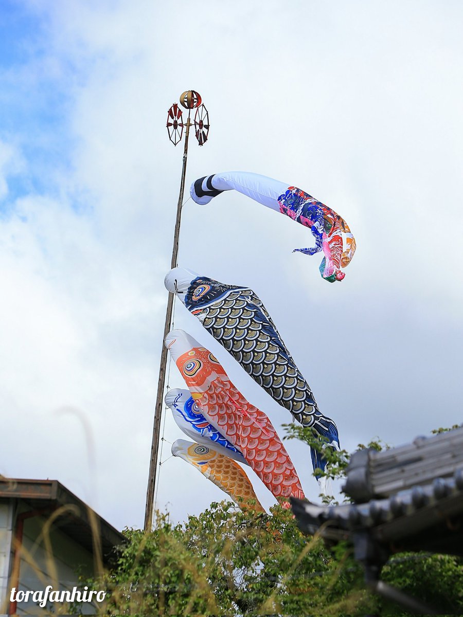 屋根より高い鯉のぼり🎶 家で揚げてるとこ年々減ってますね😣 あまり見