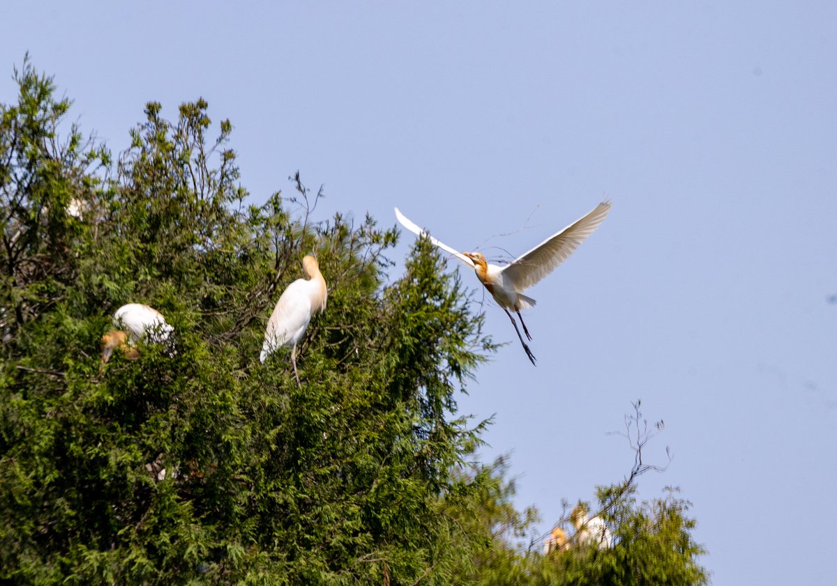 DiscoverSuining's tweet photo. 🕊️ The egret, known as "Snow Guest" in ancient China.
White as snow, fleeting as a traveler.
This guest is quite picky—it only rests where the water runs clean.
So it comes as no surprise to find them in beautiful Suining.
#LucidWatersAndLushMountains #Suining #Pengxi #Ecology https://t.co/sCfGifDv5k