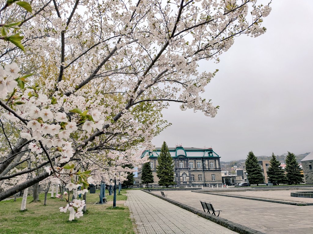 「旧郵船会館前の広場の桜。昼間は薄曇りだったけど日差しもあり暖かかったけど帰りは風」|ただのりなのイラスト