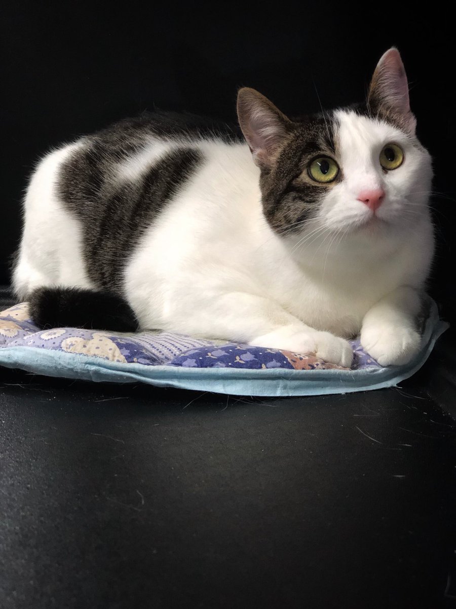 Джессика - скромная кошка, дружна с другими кисами, человека немного опасается, иногда гладится 💗
Ищет свою стаю 🙏🐈
СПб, БФ «Убежище»
+7-906-259-34-88
#джессика_убежище