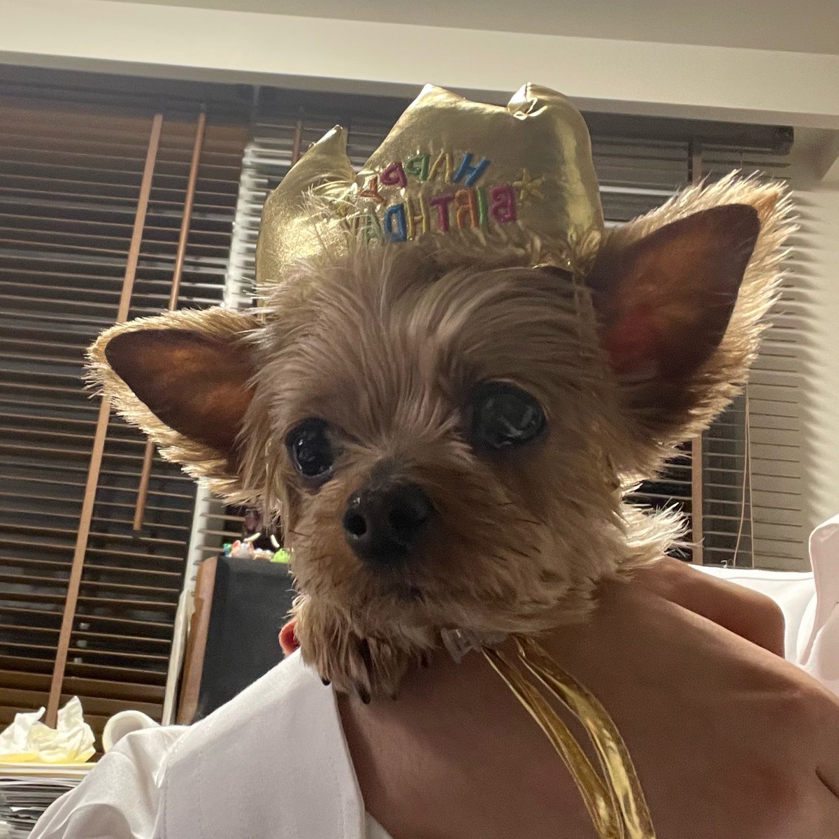 YDK1NG夕力ナシん⌚︎ tweet media