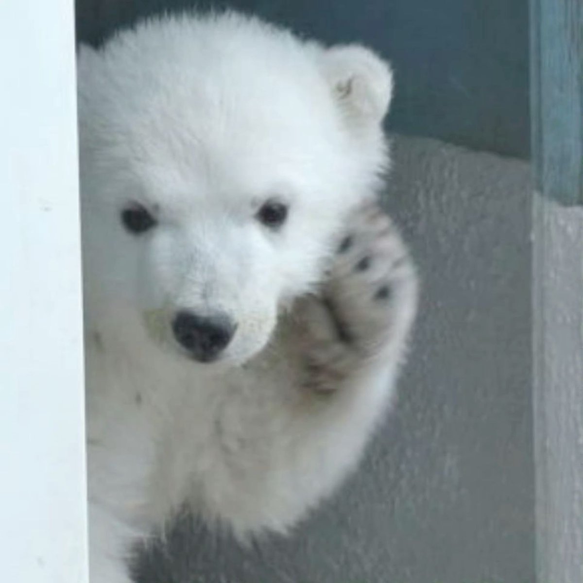 🐻 Bears Daily 🐻 tweet media