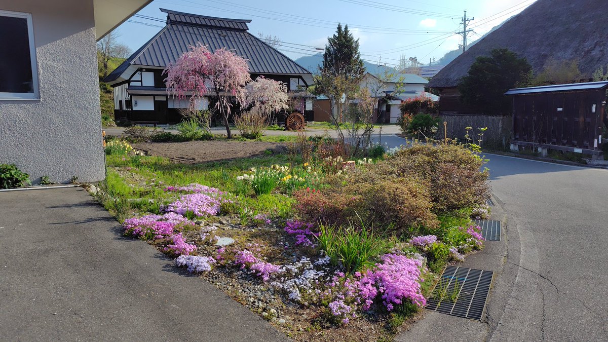 ms0329's tweet photo. @koujiohnishi (　･ω･)あぁ！惜しい！一昨日から1泊で白馬にいましたー！
山桜と芝桜がとても綺麗でした😊
私の歩いた場所はスイセンが多い印象でした☆
白馬は秋と冬ばかり来ていましたが、春もとてもいいですね！ https://t.co/GwmGPH2bdX