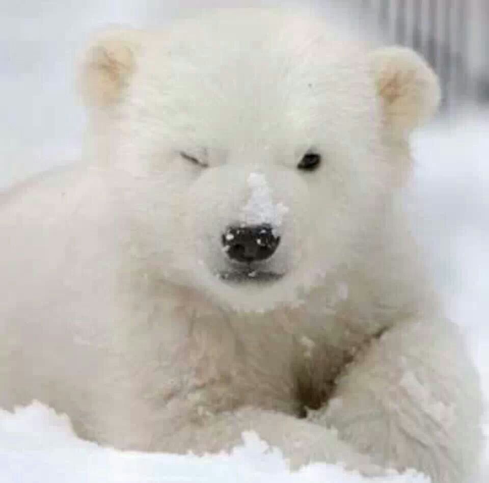 🐻 Bears Daily 🐻 tweet media