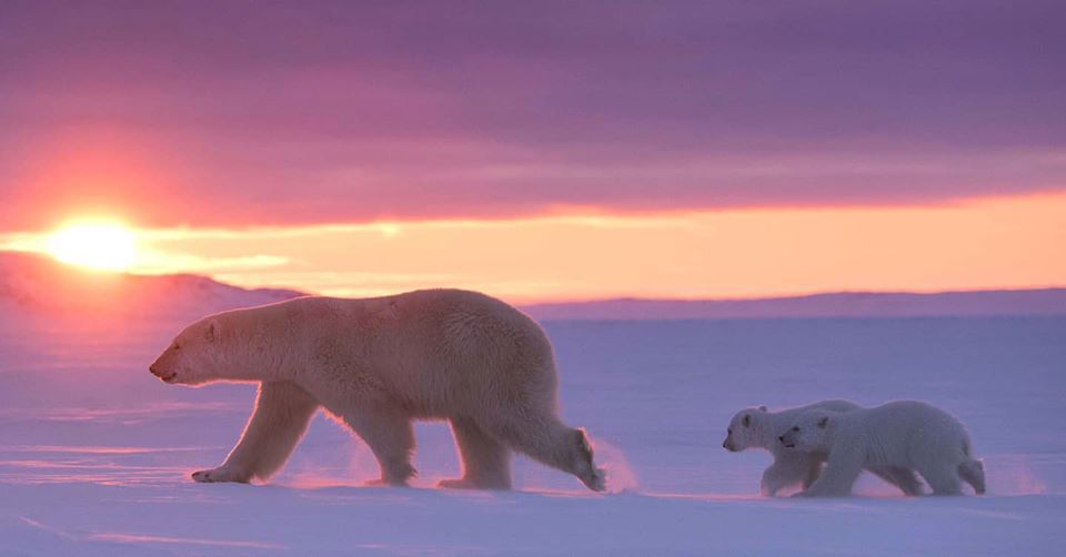 🐻 Bears Daily 🐻 tweet media