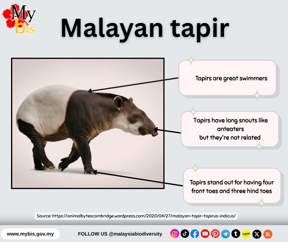 🇲🇾 Malaysia Biodiversity tweet media