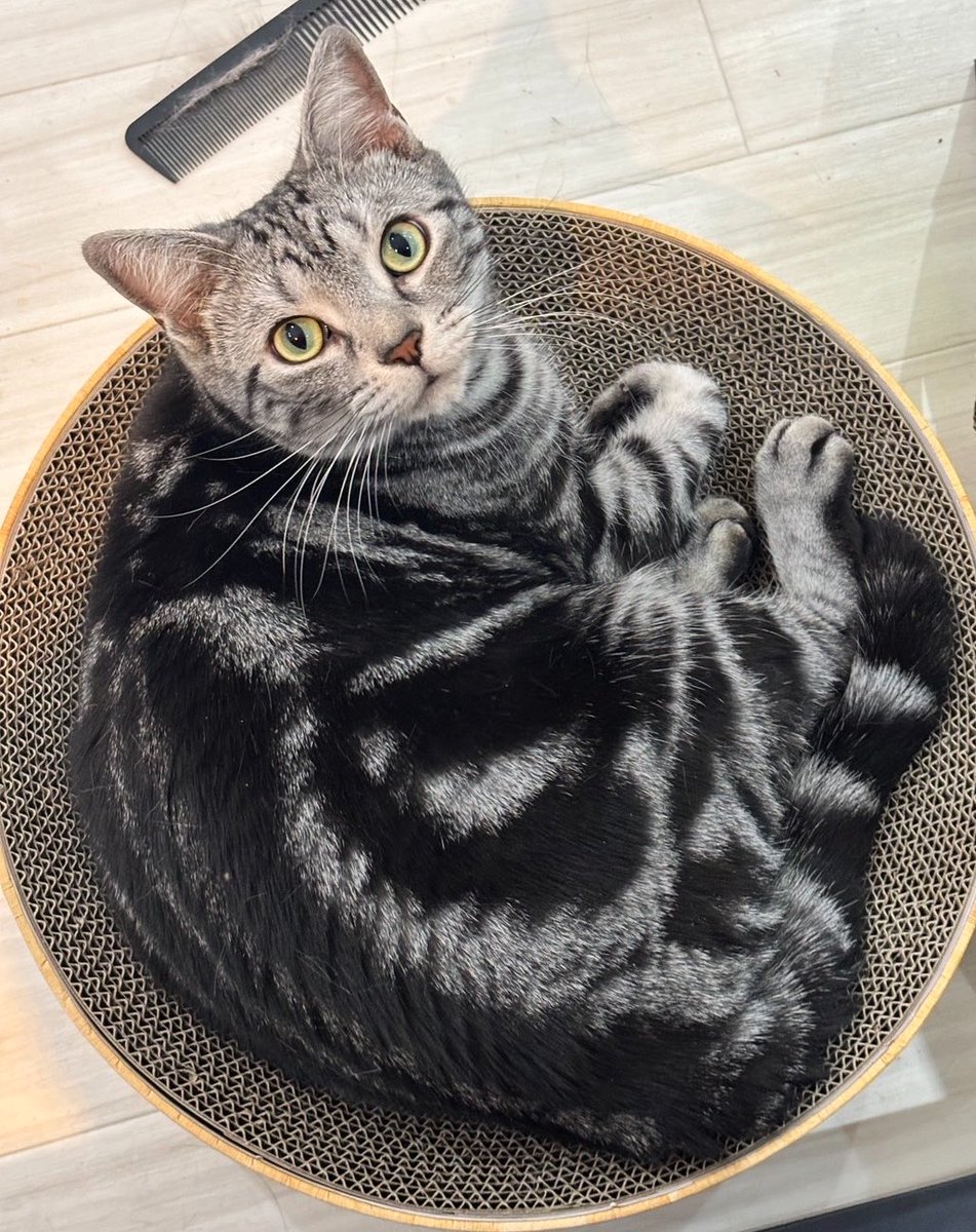 桃猫キノコ🍄🐈⬛ tweet media