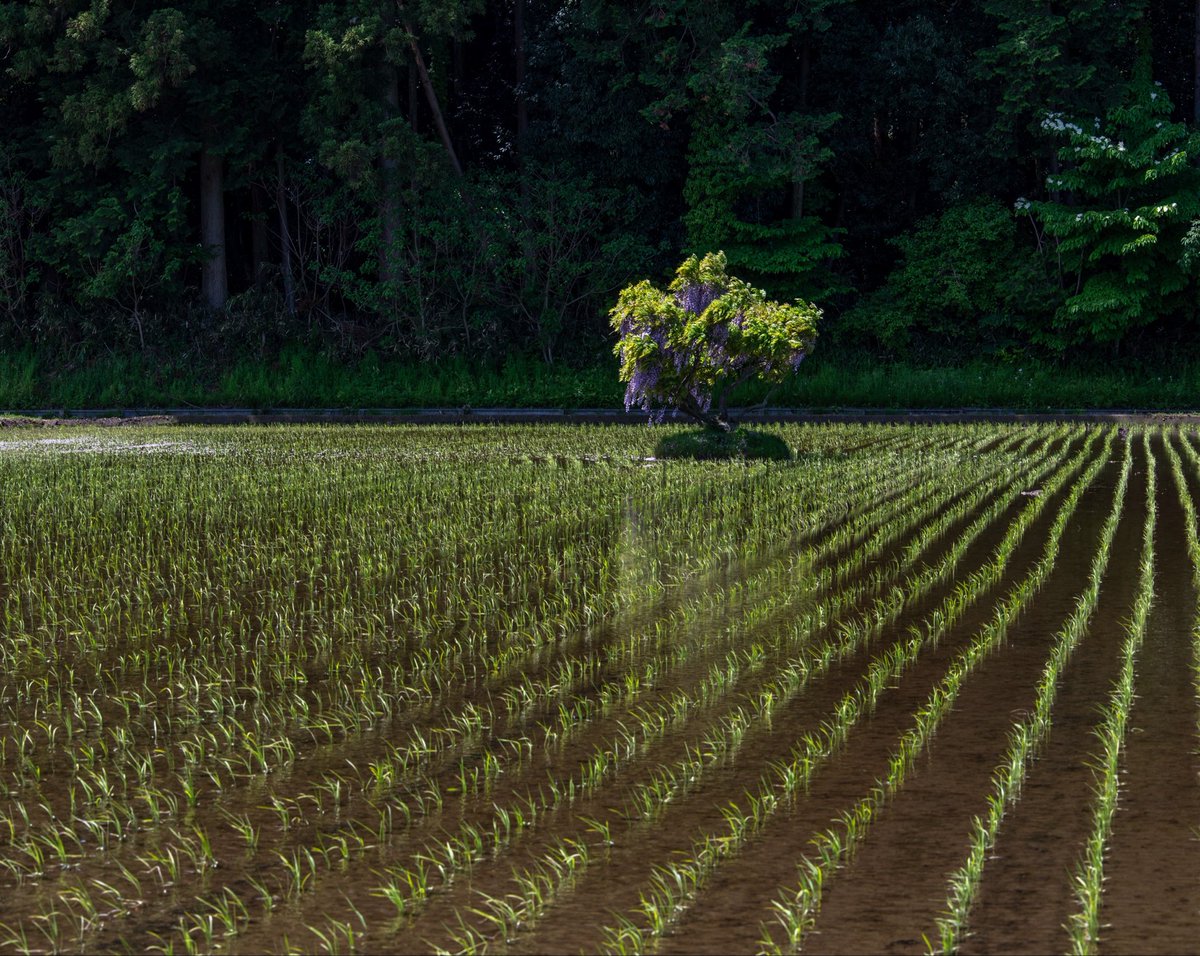 えぬびい✴︎『ポツンと神社』写真集発売中✴︎ tweet media