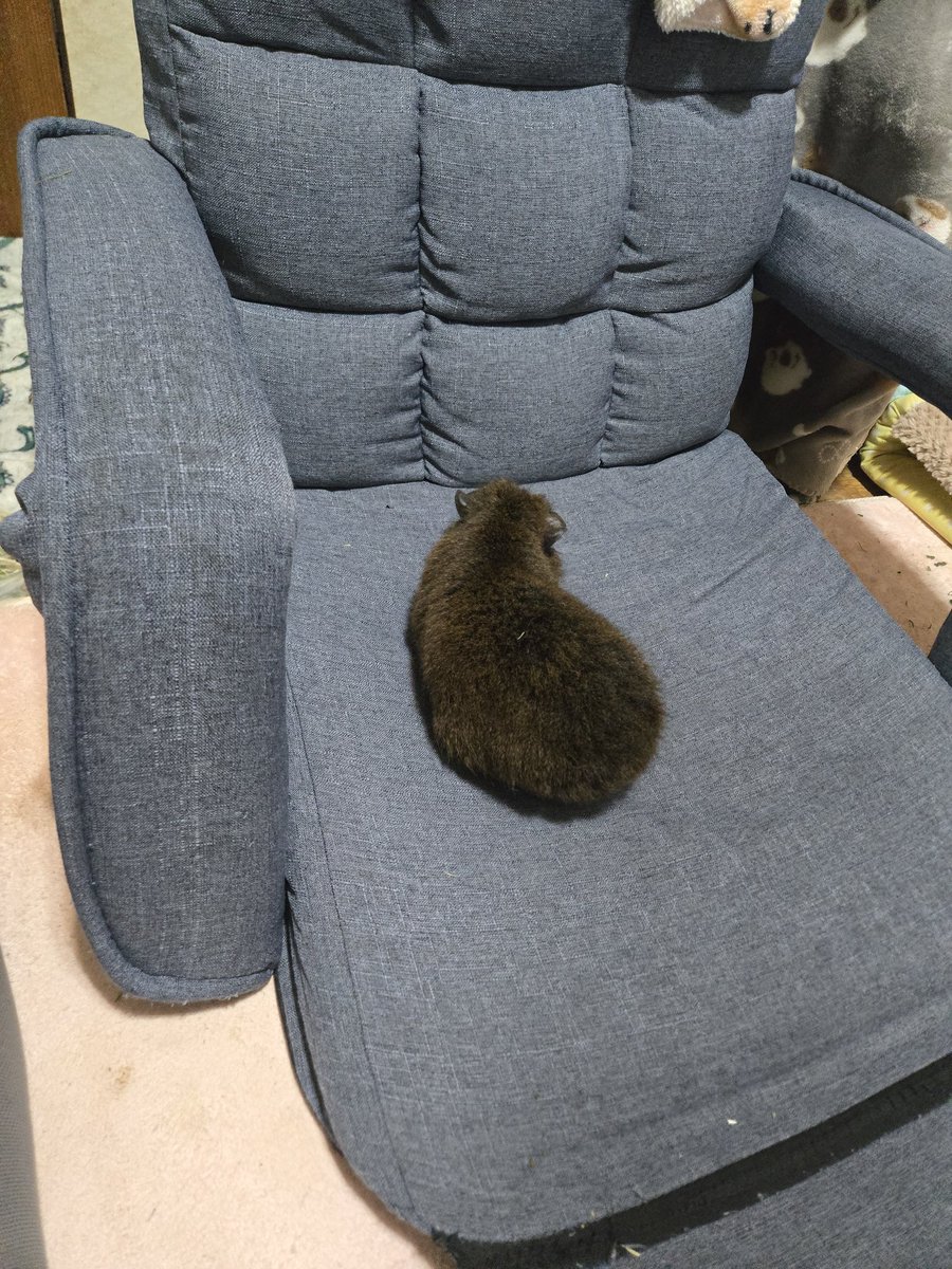 まるパトママ🐰👼🐻👼 tweet media