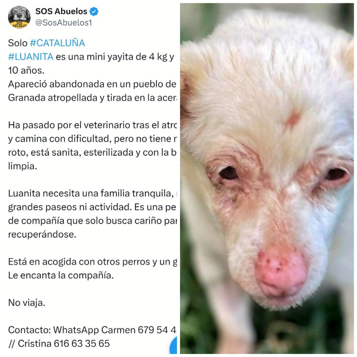 AmaregarDefensoraAnimalista, EcoFeminista tweet media