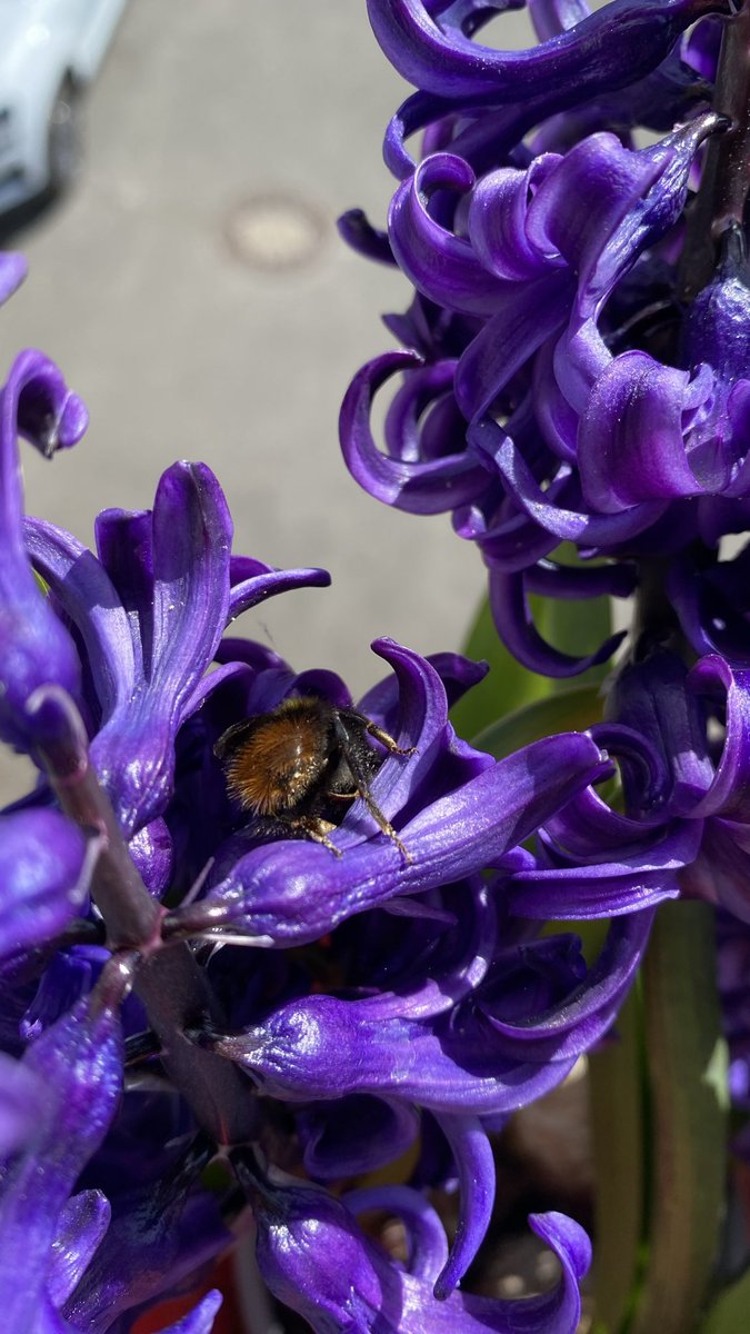 O da çalışıyor ben de.Merhaba dünyaya arı olarak gelenler.
