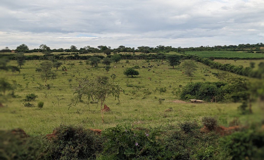 JULIUS MUGABO tweet media