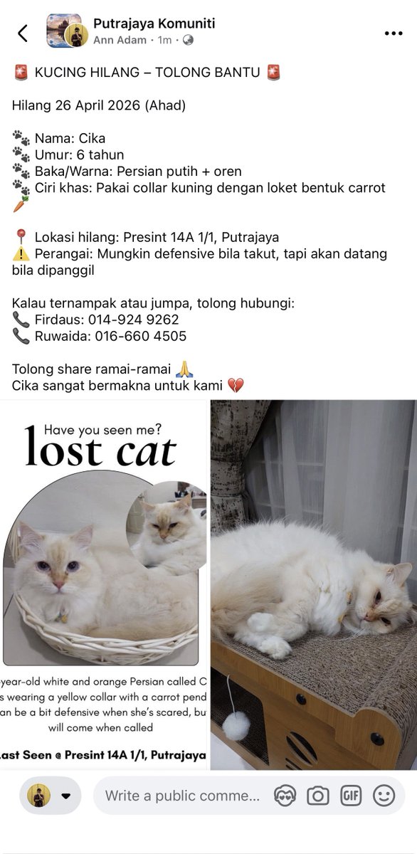 annroe_'s tweet photo. 🚨 KUCING HILANG PUTRAJAYA

Hilang 26 April 2026 (Ahad)

🐾 Nama: Cika 
🐾 Umur: 6 tahun 
🐾 Baka/Warna: Persian putih + oren 
🐾 Ciri khas: Pakai collar kuning dengan loket bentuk carrot 🥕 https://t.co/feTHW7nPp7