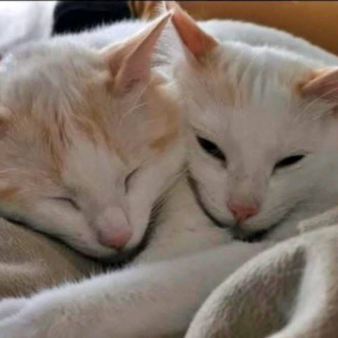 #VITORIA
Estos dos hermanitos de 8 años son #SIMBA y #NALA. Su familia no puede seguir cuidándoles y ha pedido ayuda para ambos.

Los dos son buenos y muy cariñosos.

Están castrados y con todo al día.

Están muy unidos, por lo que se busca adopción conjunta, sería una crueldad