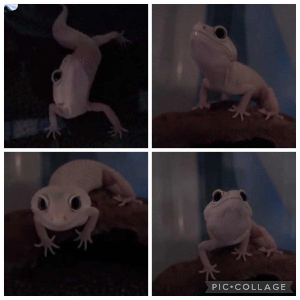 (元)院長 tweet media