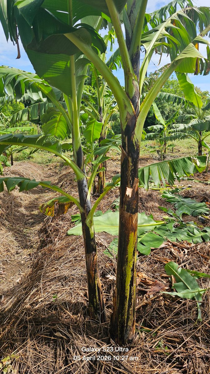 For years, people in northern Uganda spoke of bananas as if they ...