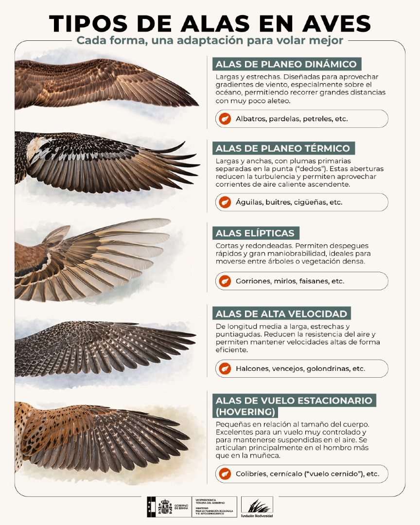 Las alas de las aves no son todas iguales. Cada forma responde a una manera distinta de volar y de adaptarse al entorno, desde largas travesías sobre el océano hasta maniobras rápidas entre árboles o vuelos suspendidos en el aire.

Una diversidad que también es biodiversidad ✨