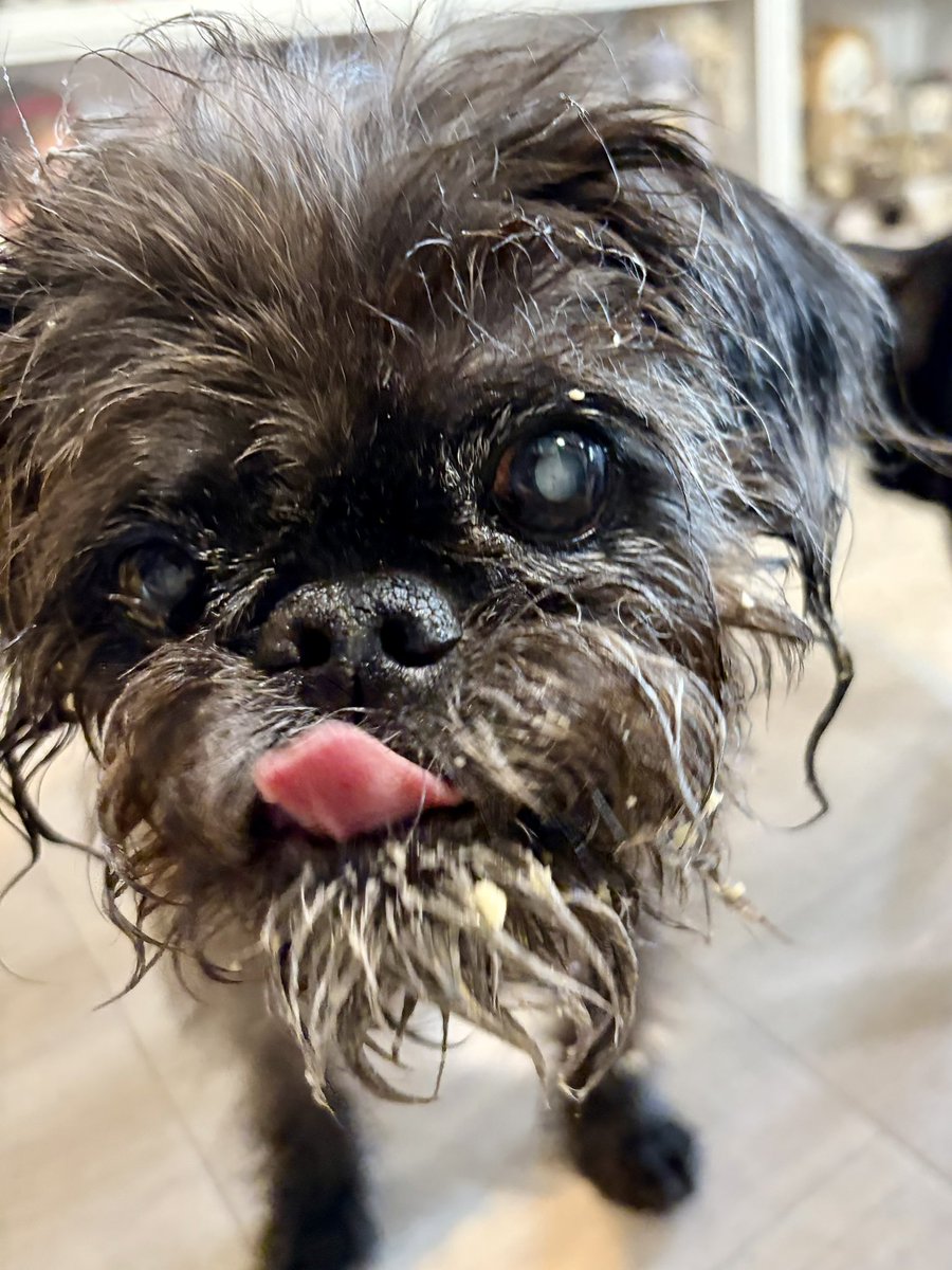 bobabobachu's tweet photo. 4月26日(日)ちゅ〜ちゅ〜１６歳になりました😊ケーキも食べたよ🥰自宅皮下点滴３ヶ月目　あちこち色々あるけど　食欲あって　トイレも出来て　散歩も出来る　えらい😊👏
無理せずのんびりいこうね😊 https://t.co/mh4XtUoVfL