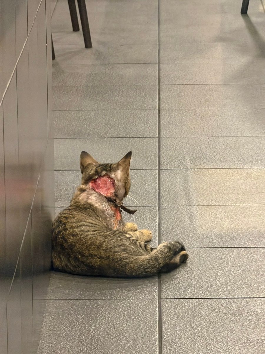 Kucing Terbuang tweet media