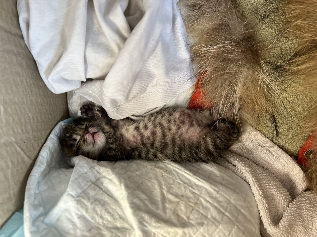 Дорогой Иван Эдуардович 🐋 tweet media