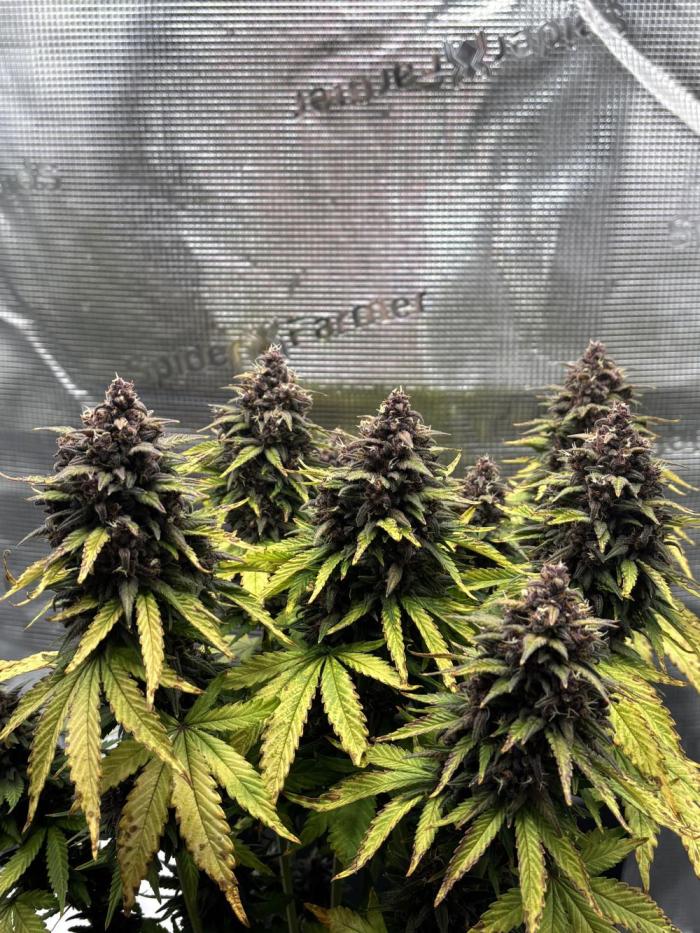 grow.diaries tweet media