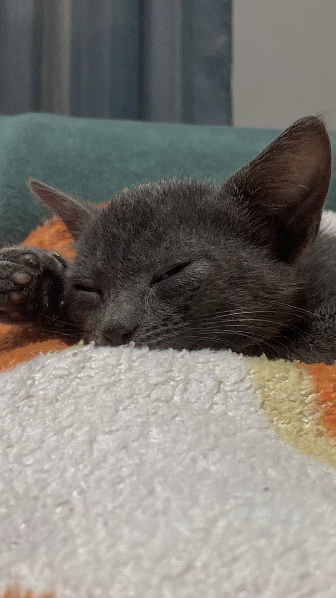 beazitos tweet media