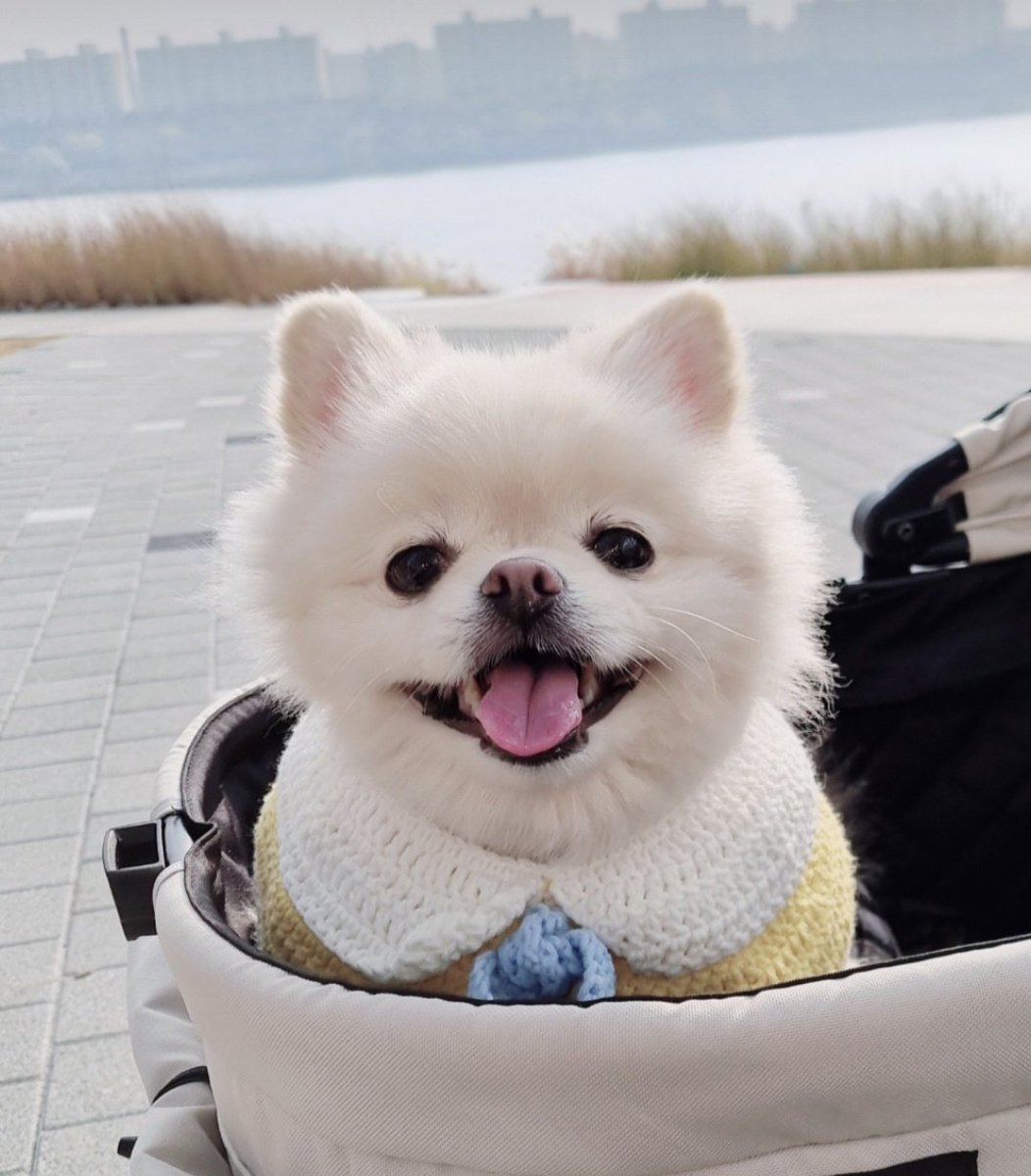 솜사탕 tweet media