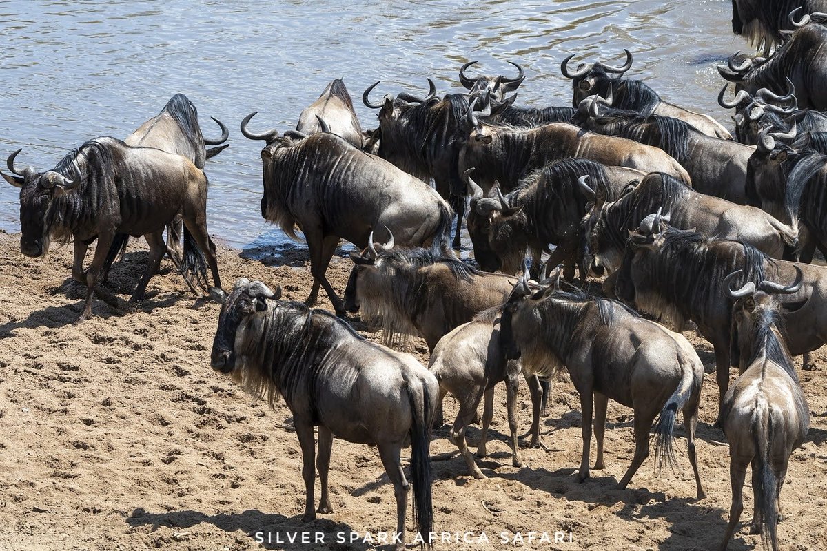 SSA_Limited's tweet photo. At the edge of the Mara River, they pause not out of fear, but respect for the journey written in their bones. A million hooves, one silent question: who dares first? Because this crossing is more than a moment of survival.
#silversparkafrica #travel #magicalmoments https://t.co/wcevSc3fqN