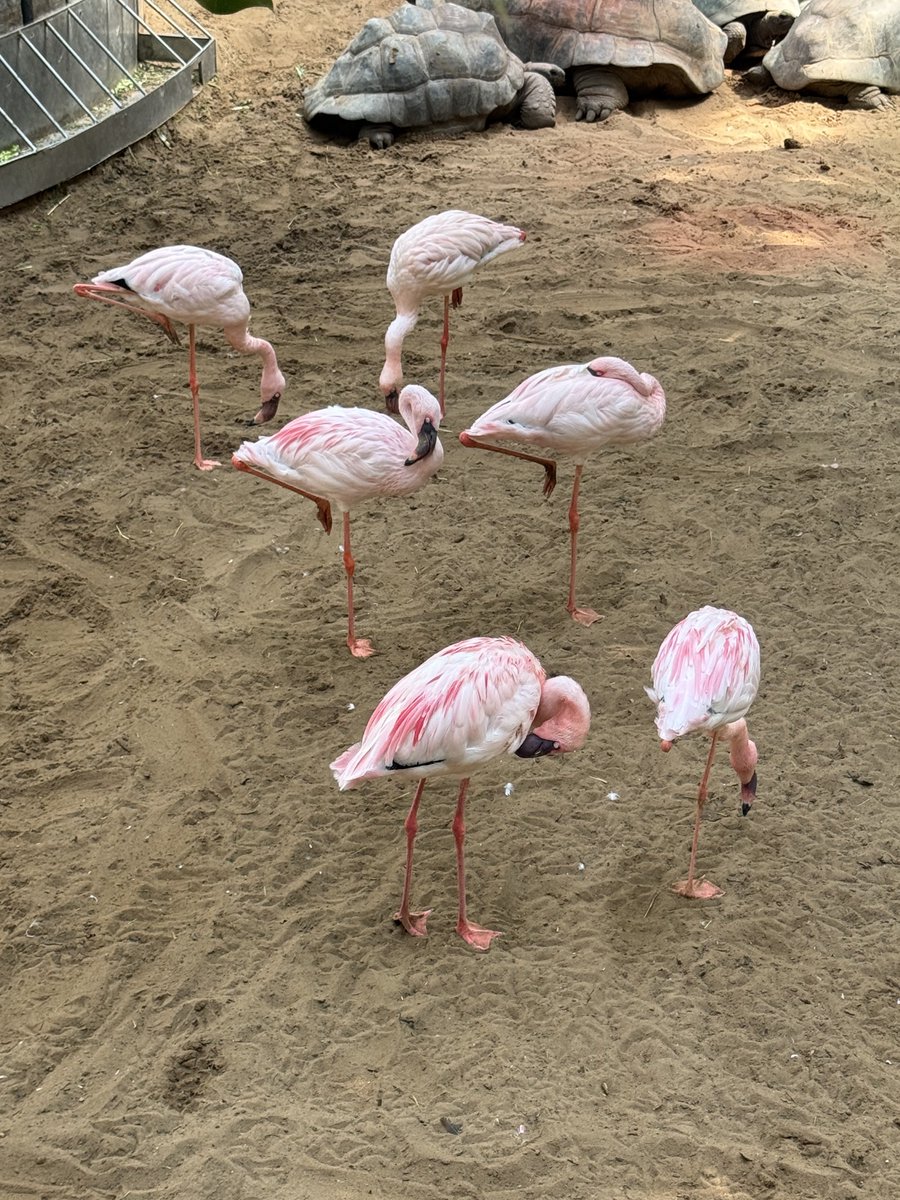 gio 𓅨 SOTR ERA tweet media