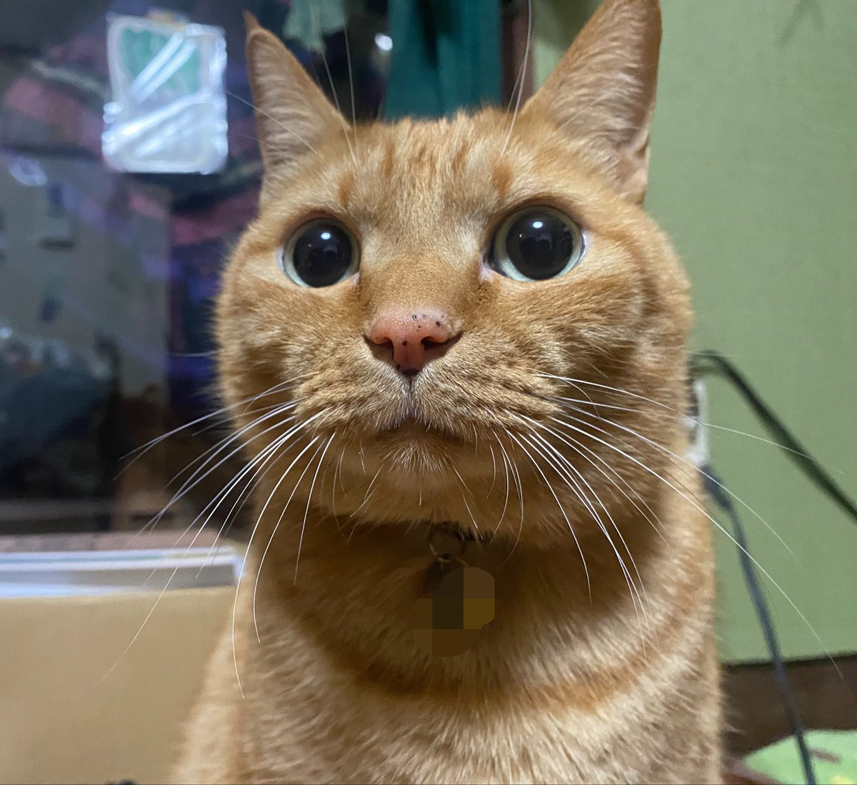 うちの猫ちゃん、最高にかわいい。 #高市やめろ