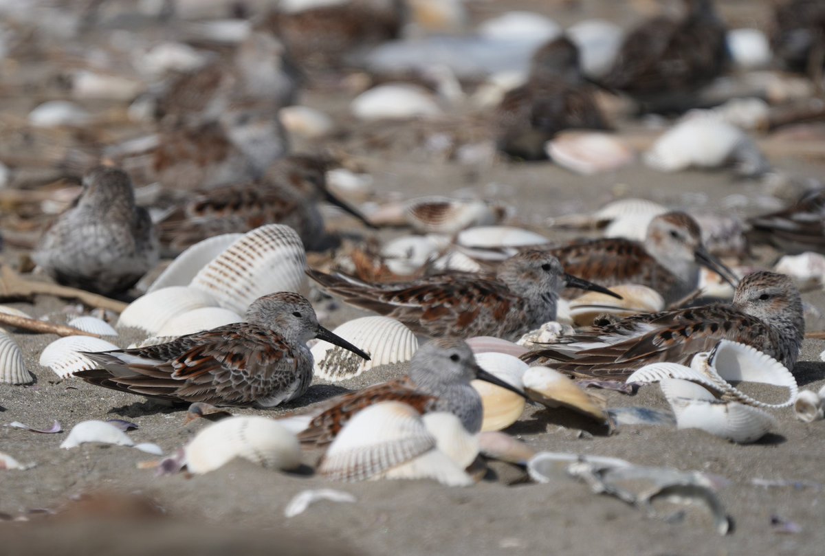 ええころ八兵衛 tweet media