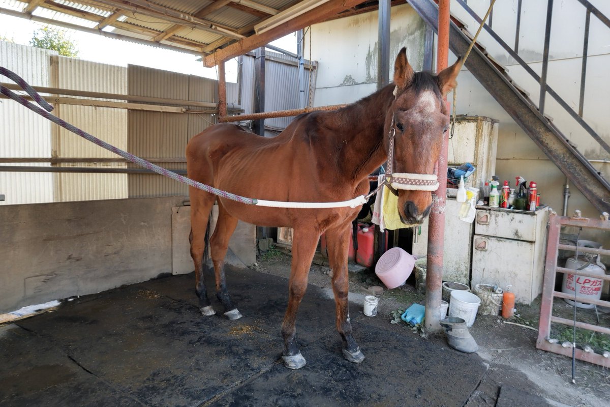 カワセミ tweet media