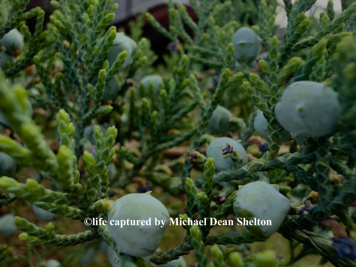 michaeldean0116's tweet image. Juniper 
Rockwater Village 
Little Rock Metro AR
April 26th 2026 

 #photography #botany    #juniper  #macrophotograohy  
  #Arkansas