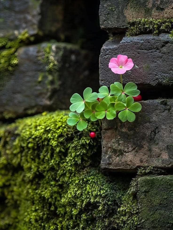 🍃🕊️ tweet media