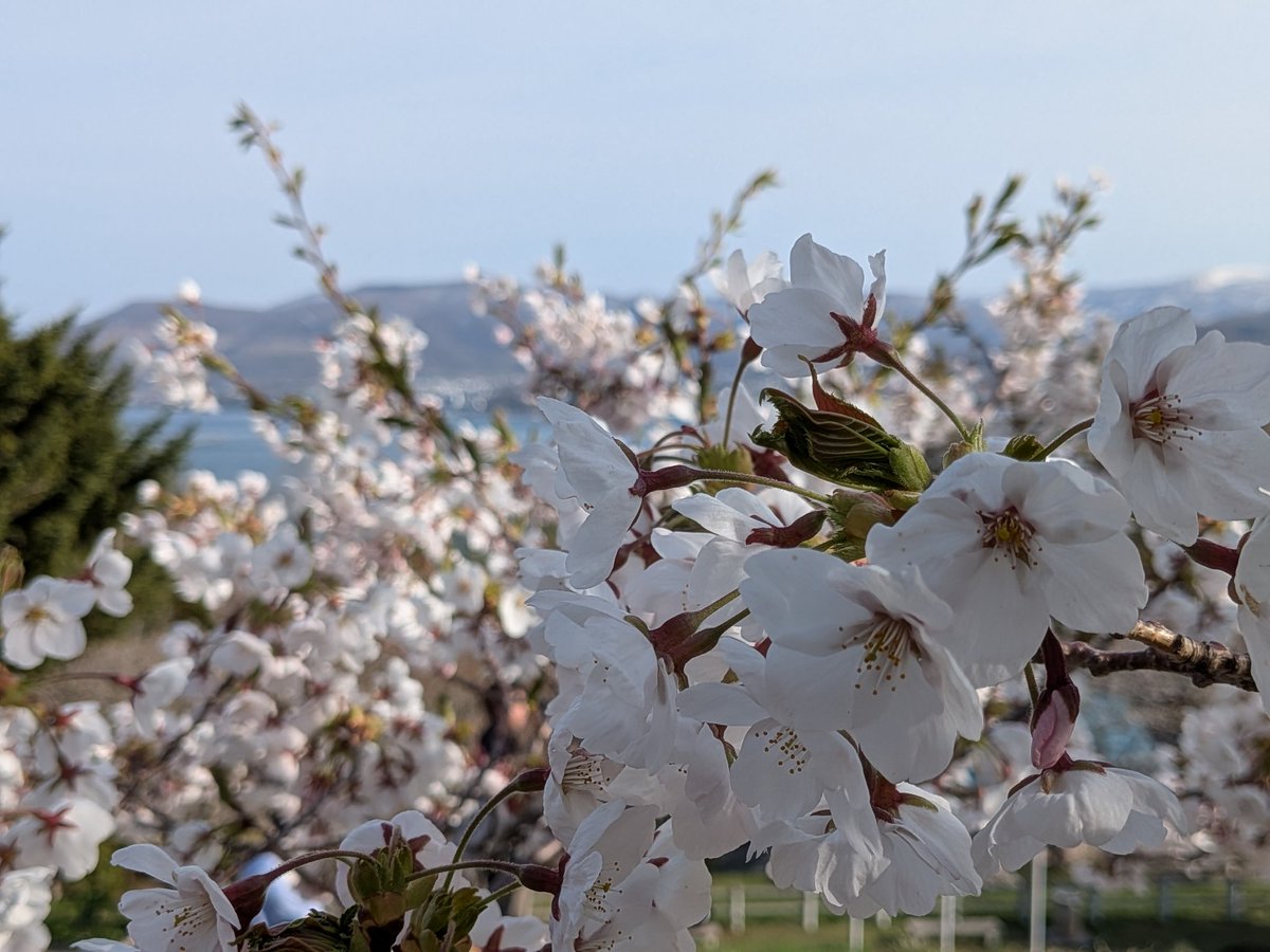 昨日気温高かったから、ソメイヨシノも咲いたね〜😃🌸
今年は早いねー！