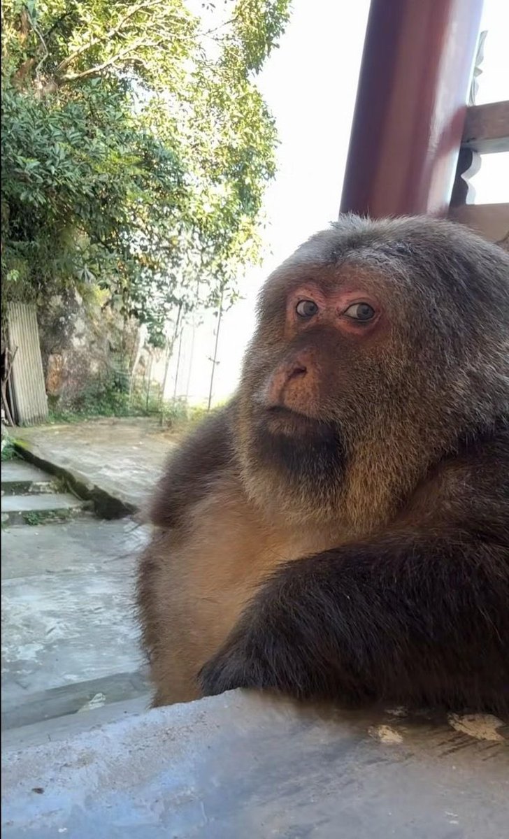 𝘍𝘢𝘯 𝘋𝘦 𝘎𝘶𝘪𝘭𝘭𝘪𝘮𝘢𝘯 tweet media